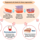 The Promise of Tissue Engineering and Regenerative Medicine